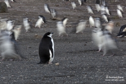 Manchot à jugulaire / Chinstrap Penguin