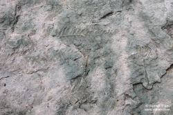 Fossile