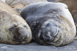 Eléphants de mer austral / Southern Elephant Seal