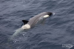 Orque épaulard / Killer Whale