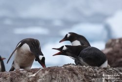 Manchots papous / Gentoo Penguins