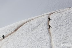Manchots à jugulaire / Chinstrap Penguin
