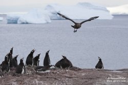 Skua antarctique survolant une colonie de manchots papous