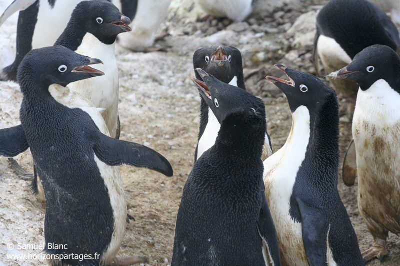 Housse de couette Manchots Adélie sur la plage de l'Antarctique 