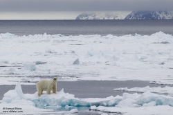 Ours polaire / Polar Bear