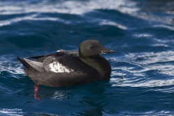 Guillemot à miroir / Black Guillemot