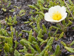 Dryade à huit pétales / Mountain Avens