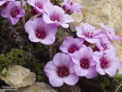 Saxifrage à feuilles opposées / Purple Saxifrage