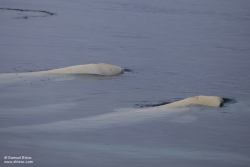 Bélouga / White Whale
