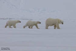 Ours polaire / Polar Bear