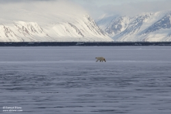 Ours polaire / Polar Bear