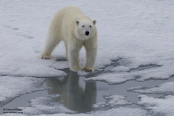 Ours polaire / Polar Bear