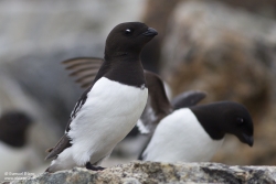 Mergule nain / Little Auk