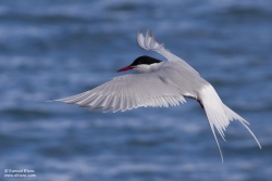 Sterne arctique / Arctic Tern