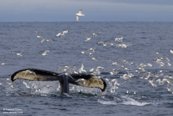 Baleine à bosse / Humpback Whale