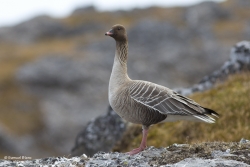 Oie à bec court / Pink-footed Goose