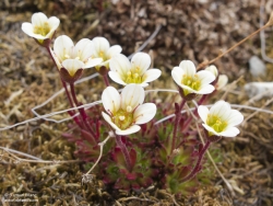 Saxifrage en touffe / Tufted Saxifrage