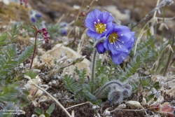 Polémoine boréale / Boreal Jacob’s Ladder