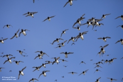 Mergule nain / Little Auk