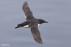 Guillemot de Brünnich / Brünnich's Guillemot