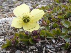 Pavot du Svalbard et Saule polaire / Svalbard Poppy and Polar Willow