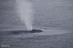 Baleine bleue / Blue Whale