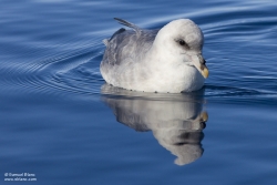 Fulmar boréal / Northern Fulmar