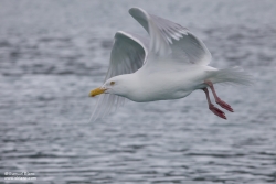 Goéland bourgmestre / Glaucous Gull