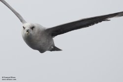 Fulmar boréal / Northern Fulmar