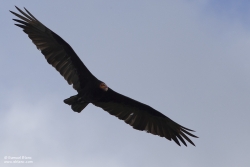 Urubu à tête jaune / Lesser Yellow-headed Vulture