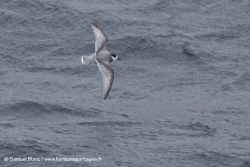 Samuel_Blanc-20141103_161417