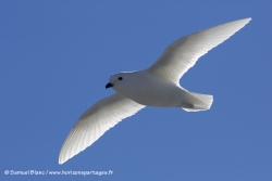 Pétrel des neiges / Snow Petrel