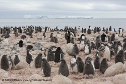 Colonie de manchots Adélie à l'ile Possession / Adélie Penguin colony at Possession Island