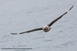 Labbe de McCormick / South Polar Skua