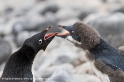 Manchots Adélie / Adélie Penguin