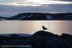 Labbe de McCormick / South Polar Skua