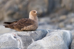 Labbe de McCormick / South Polar Skua