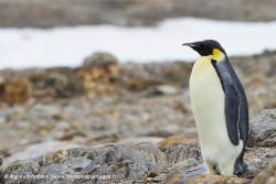 Manchot empereur / Emperor Penguin