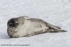 Phoque de Weddell / Weddell Seal