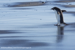 Manchot Adélie / Adélie Penguin