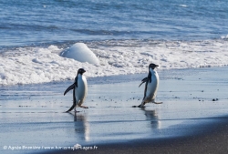 Manchot Adélie / Adélie Penguin