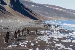 Manchot Adélie / Adélie Penguin