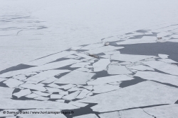 Dislocation de la banquise / Sea ice break up