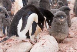 Manchots Adélie / Adélie Penguin