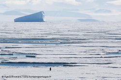 Manchot empereur et banquise / Emperor Penguin and sea ice