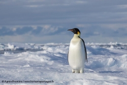 Manchot empereur / Emperor Penguin