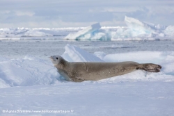 Phoque crabier / Crabeater Seal