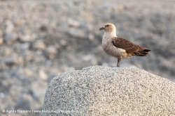 Labbe de McCormick / South Polar Skua