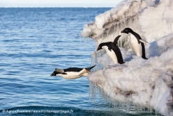 Manchot Adélie / Adélie Penguin