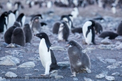 Manchot Adélie / Adélie Penguins